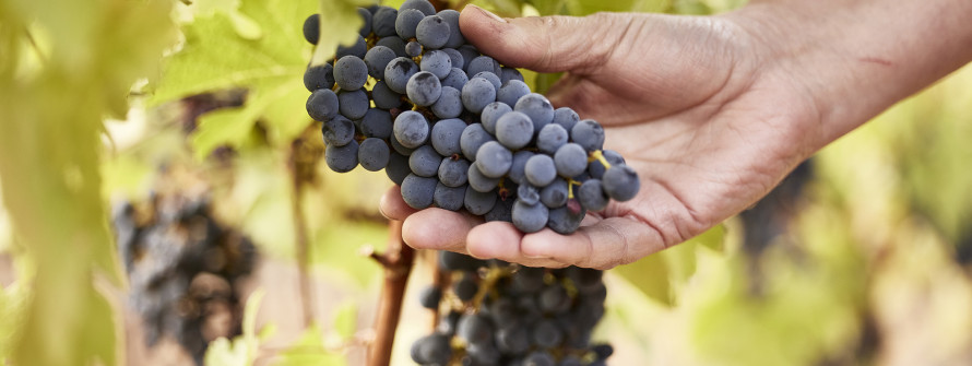 Pahlmeyer grapes on vine
