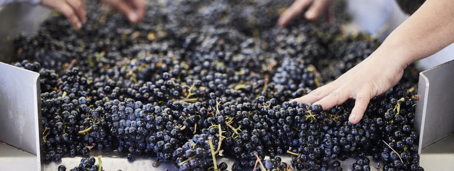 Pahlmeyer winemaking grape selection