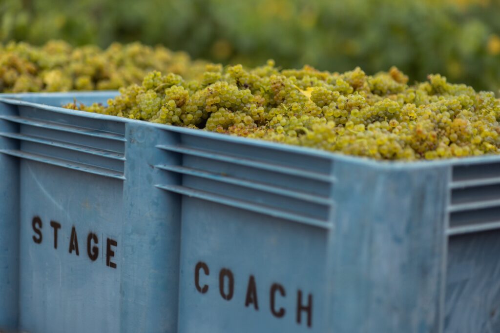 A blue crate labeled "Stage Coach" is filled with green grapes. The background shows more grapevines.