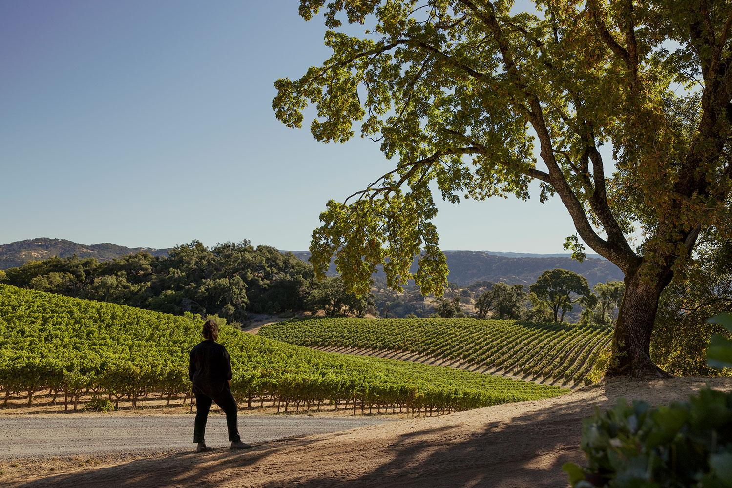 A Winemaker Looks at 40